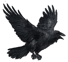 Raven