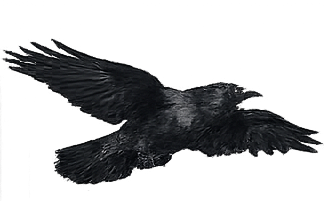 Raven