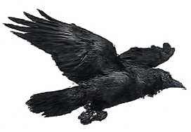 Raven